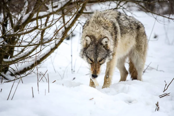 Wolf eating rabbit in the snow