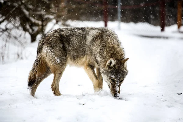 Angry Hunter Gray Wolf Hungary — Stock Photo, Image