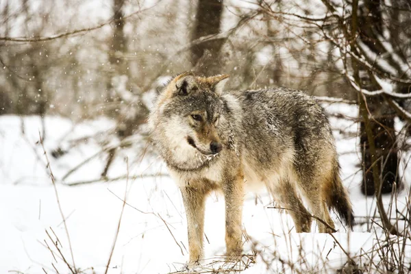 Wolf Snow Zempln — Stock Photo, Image