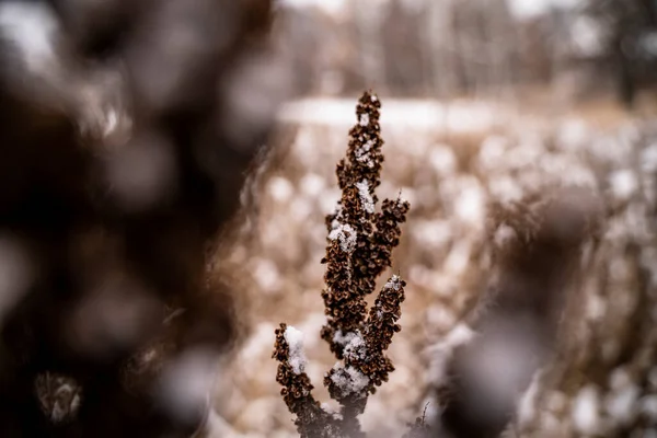 Dried Brown Plant Snowy Field — Zdjęcie stockowe