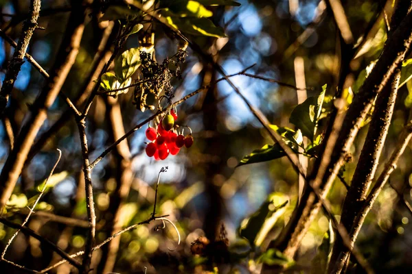 Red Berry Bunch Tree Sunlight — Stok fotoğraf
