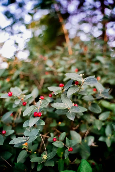 Wild Red Berry Plant Summer Evening — Stock Photo, Image