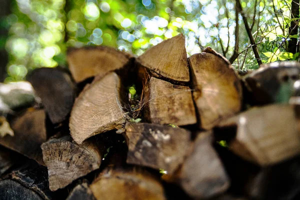 Stacked Firewood Pile Backyard Amongst Trees — Foto de Stock