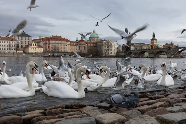 Swans Seagulls Vltava River Prague Czech Republic — Stock fotografie