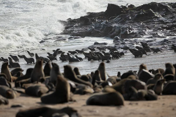 Brown Fur Seals Entering Ocean Cape Cross Erongo Region — Photo