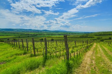 Tokaj Hill from the vineyards of Tllya 