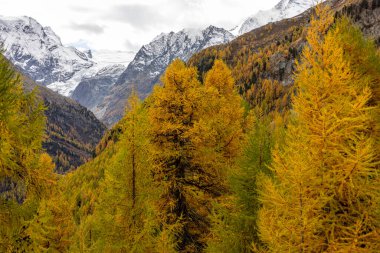 Swiss alpine landscape showing autumn colors