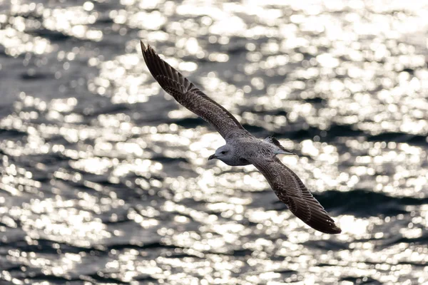 Juvenile Gull Flies Back Boat Golden Light —  Fotos de Stock