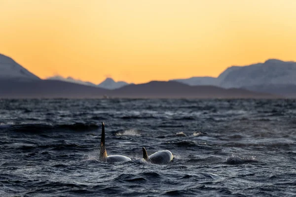 Two Orcas Swim Sunset Norwegian Fjord — Fotografia de Stock