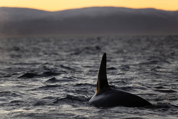 View Killer Whale Dorsal Fin Norwegian Fjord Sunset — 图库照片