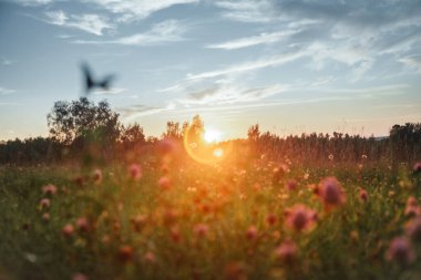 Summer sunset in the wild field