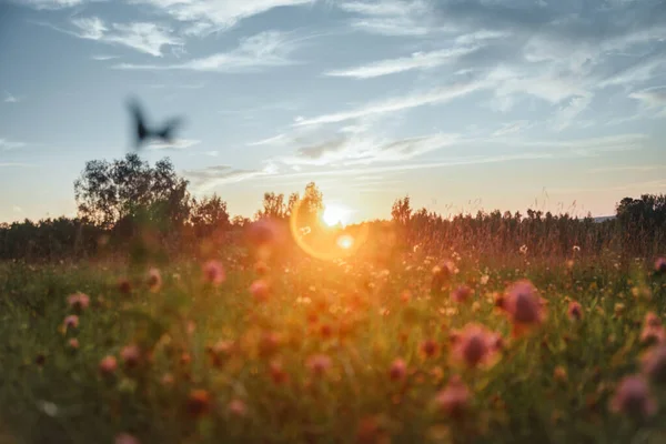 Summer Sunset Wild Field — Stockfoto