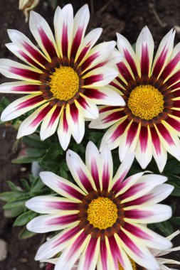 Colorful variegated flowers on a black earth