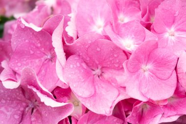 Pink and lilac hydrangea inflorescence in raindrops