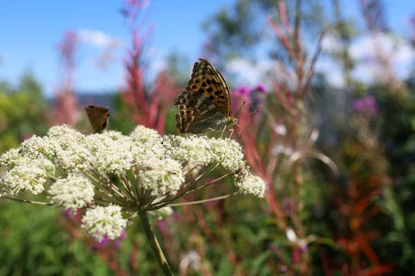 Butterfly Sits Hogweed Close — Stok Foto