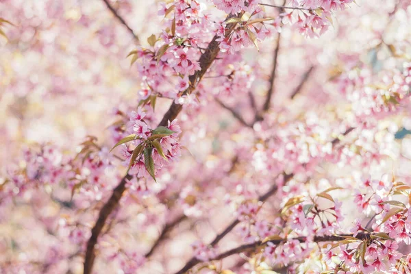 Full Blooming Cherry Blossom Flowers — Fotografia de Stock
