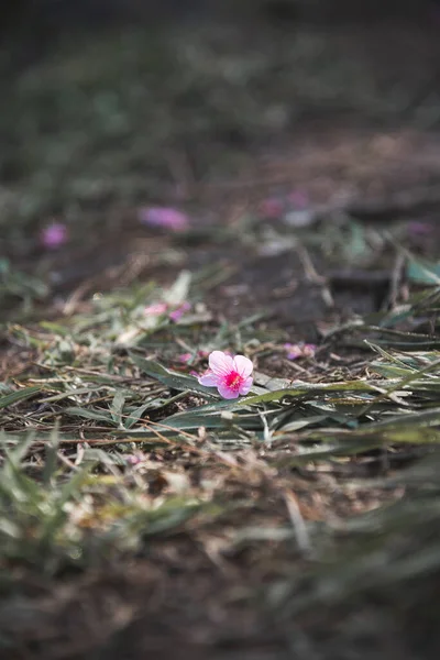 Close Cherry Blossom Flower Fall Green Grass — Stock Photo, Image