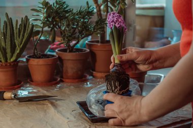 Transplanting blooming pink spring cyclamen into fresh dirt!