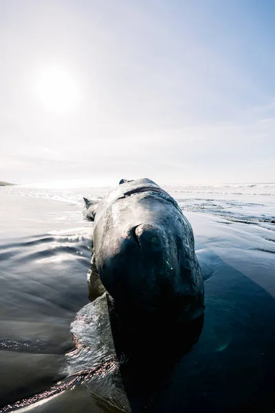 Full Length View Deceased Sperm Whale Oregon Coast — Photo