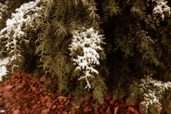 冬の雪に覆われた杉の木 — ストック写真