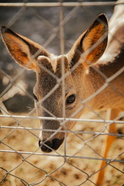 small deer locked behind a fence looking sadly at camera