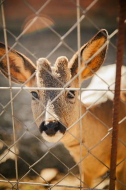 small deer locked behind a fence looking sadly at camera