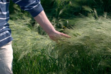Çiftçinin elleri yakın plan. Zengin hasat kavramı.