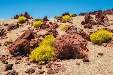 volcanic landscape with rocks and yellow endemic plants_Minas de