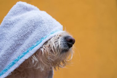 Beyaz havlu, sarı arka planda tüylü bir köpek.