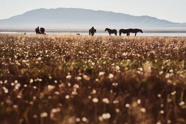 Silhouette Horses Standing Field Lake Hills Background — Fotografia de Stock