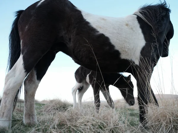 Icelandic Horse Mare Foal — Stock Photo, Image