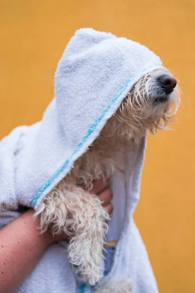 黄色背景的毛茸茸的小狗上的白毛巾 — 图库照片