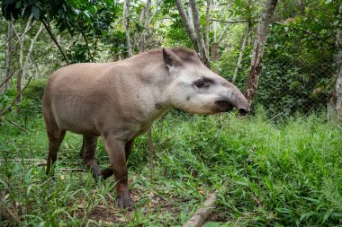 View to big Tapir (Tapirus terrestris) on green rainforest area