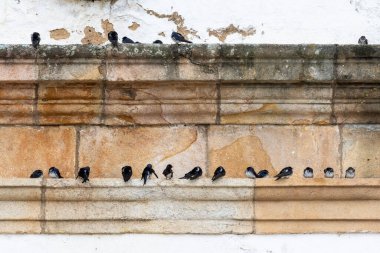 Beautiful view to swallow birds on old historic colonial church