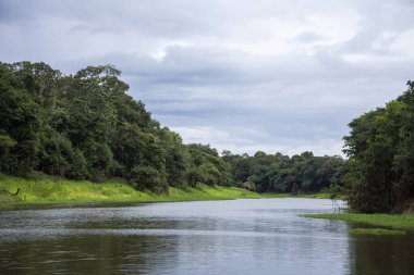 Beautiful view to large river and green Amazon Rainforest, Amazonas State, Brazil
