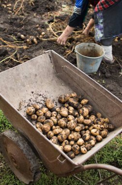 Yaşlı kadın kara topraktan sarı patatesleri topluyor.