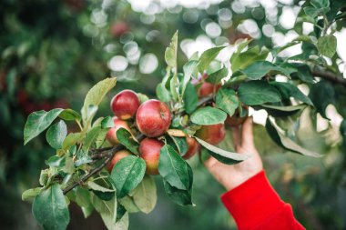 Elma ağacından elma toplayan bir kadının yakın çekimi.