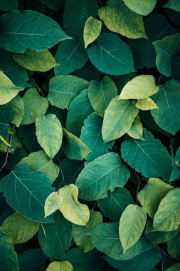 yeşil yapraklar bahar mevsiminde, yeşil arkaplan