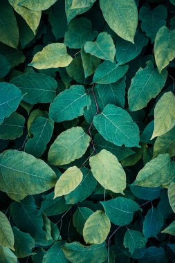 yeşil yapraklar bahar mevsiminde, yeşil arkaplan