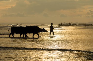 Balili çiftçi ve bufaloları Bali Endonezya 'da bir sahilde