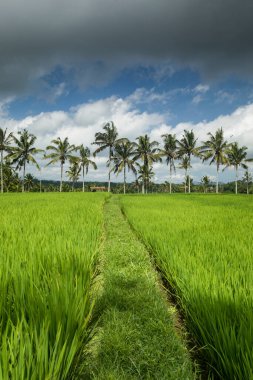 Rice paddy fields in Ubud Bali Indonesia