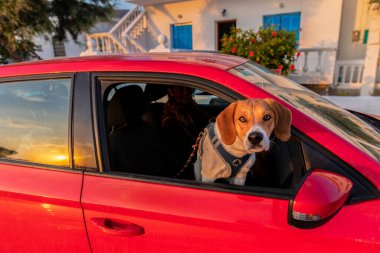 Yunan Adaları 'ndaki Xilokeratidi köyünde araba vitrininde köpek var