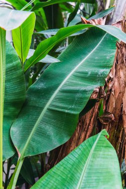 green leaves in the botanical garden