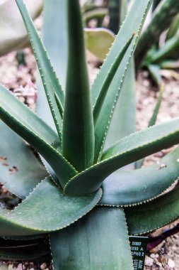 aloe vera plant in a botanical garden