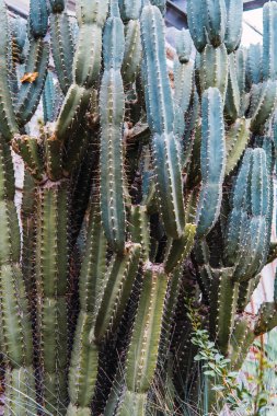 a type of captus of the botanical garden