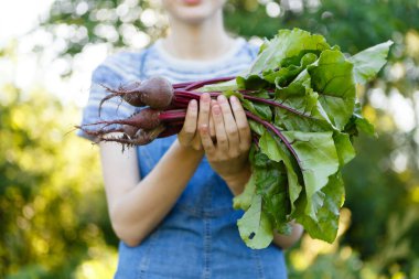 woman harvests fresh red beets that she has grown on her farm