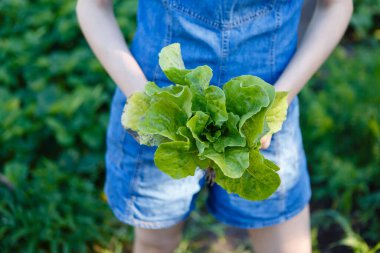 woman is holding a bunch of fresh green salad grown on a farm