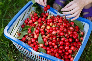 woman picks ripe and red cherries from a tree
