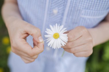 Papatya çiçeği yaprağını koparan kız.