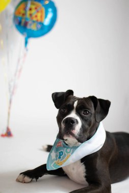 Celebrating dogs first birthday with cake and balloons